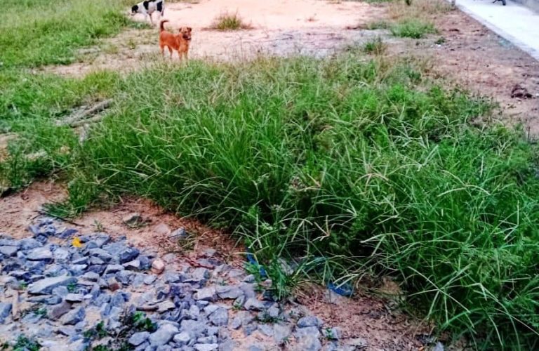 Long Tân, 113m2 đất ONT full thổ giá cực rẻ 1