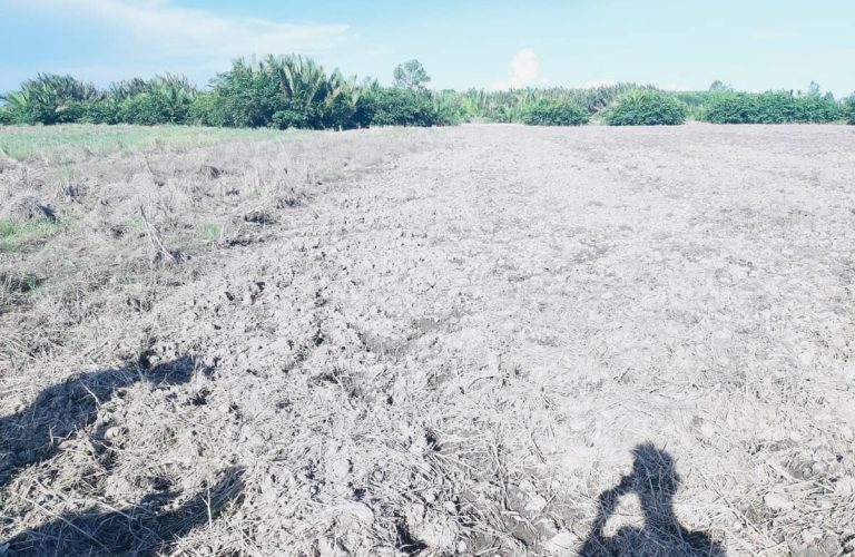 Phú Hữu, 1000m2 đất lúa cao ráo giá rẻ