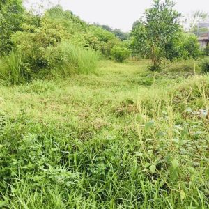 Phú Thạnh, 1.099m2 đất CLN mặt tiền đường Quách Thị Trang (PTHA31/261)