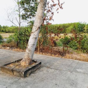 Phước Khánh, 976m2 đất CLN mặt tiền đường tái định cư Phước Khánh 16m (PK5/261)