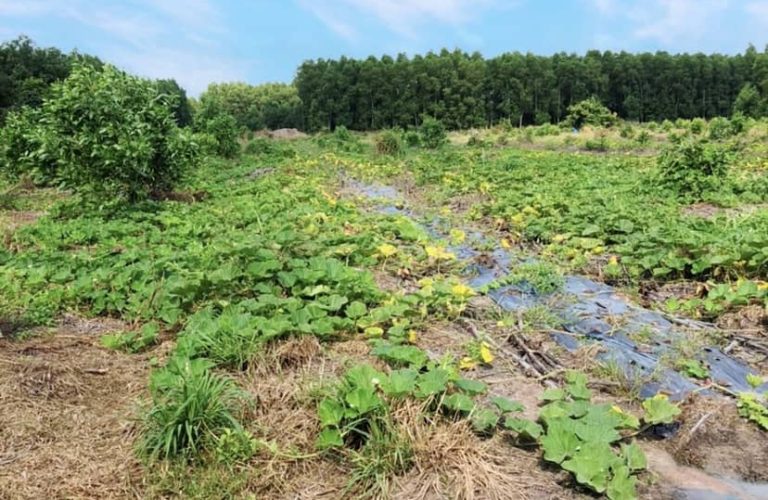 Vĩnh Thanh, 3.076m2 đất CLN QH full ONT đường Nguyễn Hữu Cảnh 2/ (VT17/91)