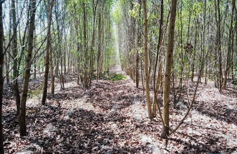 Vĩnh Thanh, 3.256m2 đất CLN đường Hùng Vương 1/ (VT17/270)