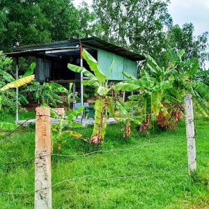 Vĩnh Thanh, 960m2 đất LUC QH full ONT đường Hùng Vương 1/ (VT26/341)